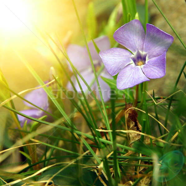 spring flowers Stock photo © artjazz