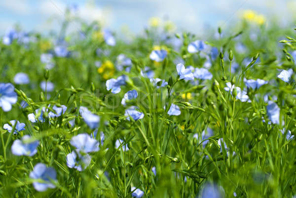 flax flowers Stock photo © artjazz