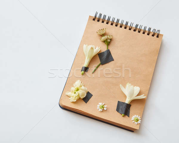 Herbarium on paper Stock photo © artjazz