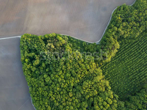 Aerial photo from flying drone of a land with young trees and a plowed field Stock photo © artjazz