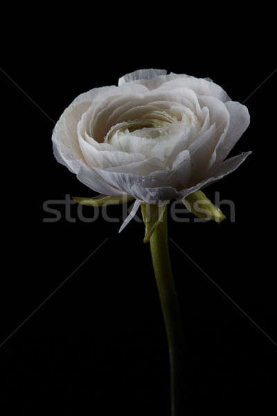Stock photo: One white buttercup isolated on a black background