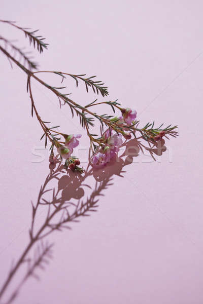 フローラル 支店 ピンク 花 緑の葉 創造 ストックフォト © artjazz