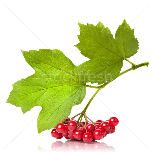 Berries of red Viburnum with leaves isolated on white Stock photo © artjazz