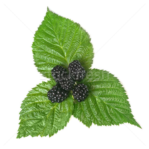 绿叶    孤立    白    春天    食品 / blackberry on green leaf