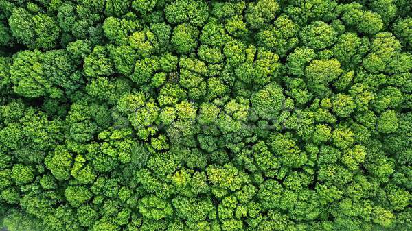 Top view of a young green forest in spring or summer Stock photo © artjazz