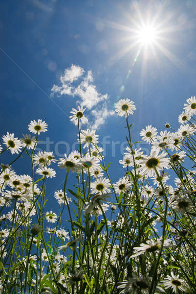 Biały Błękitne niebo słońce kwiat tekstury wiosną Zdjęcia stock © artjazz