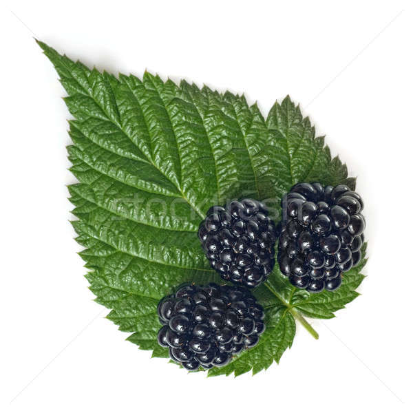 绿叶    孤立    白    春天    抽象 / blackberry with green lef