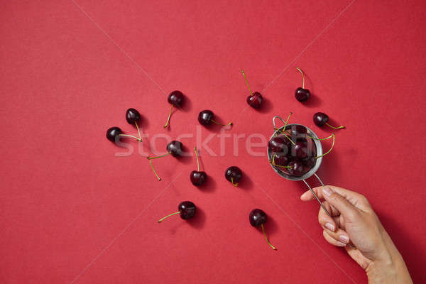Fresh natural organic cherries in the female hands for making homemade delicious natural jam on a re Stock photo © artjazz