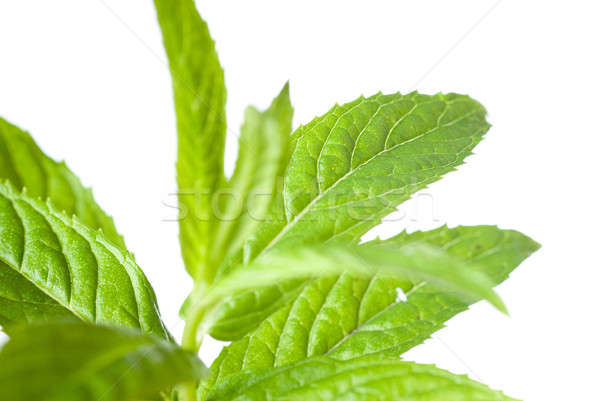 macro photo of green mint isolated on white Stock photo © artjazz