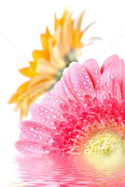 Rózsaszín vízcseppek izolált fehér tavasz levél Stock fotó © artjazz