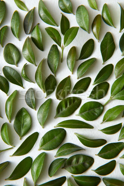Green leaves on white background Stock photo © artjazz