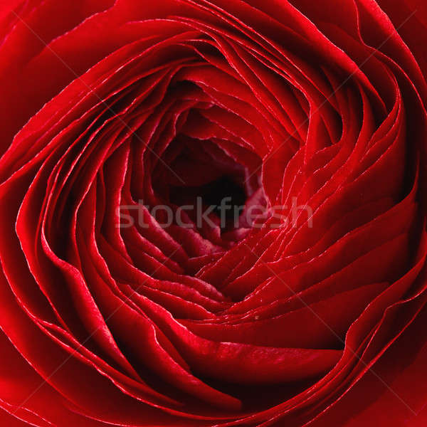 close-up of a red ranunculus flower Stock photo © artjazz