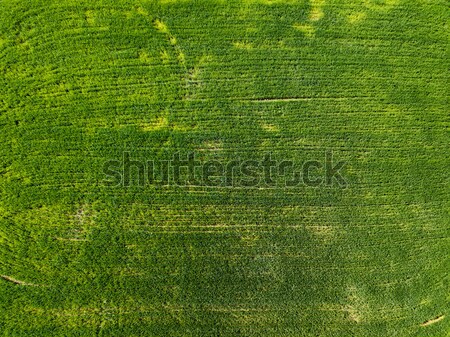 Agriculture field aerial photo of a rapeseed green field Stock photo © artjazz