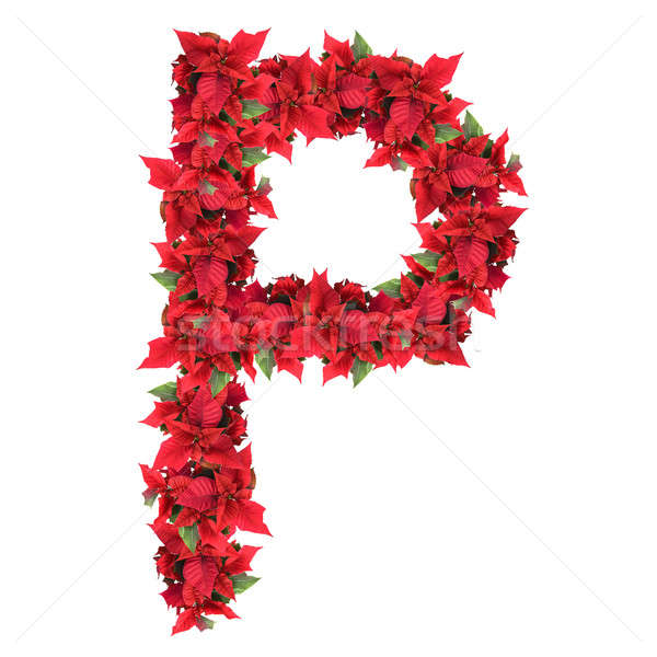 letter from red christmas flowers isolated on white Stock photo © artjazz