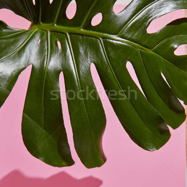 Stock photo: Leaf Monstera on pink background