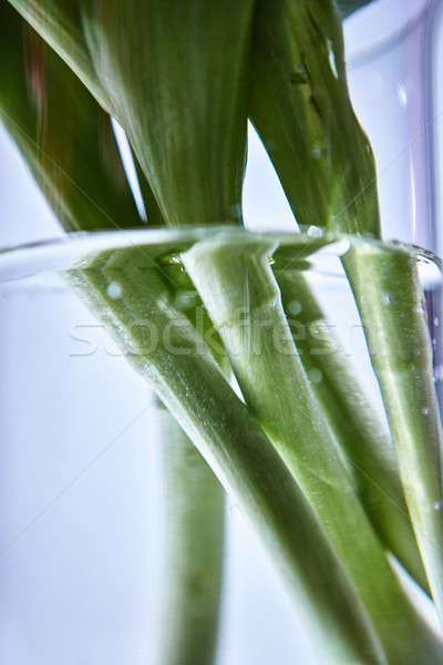 Tulip ваза воды зеленый прозрачный Сток-фото © artjazz