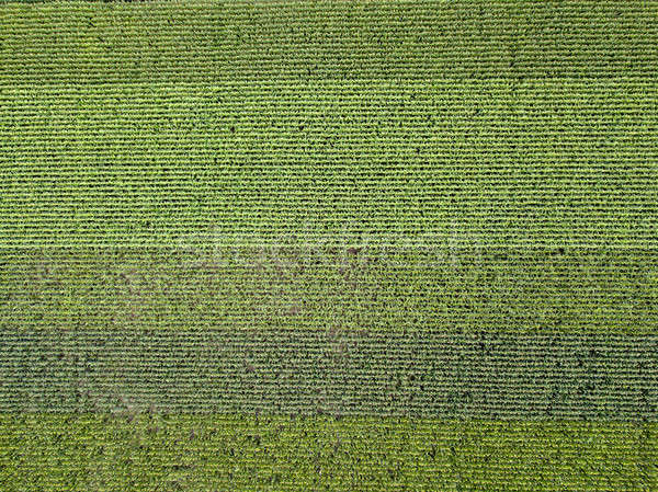 Panoramic vedere natural verde câmp porumb Imagine de stoc © artjazz