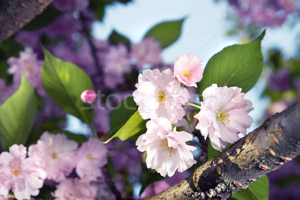 Primavera fiore viola sakura Pasqua cielo Foto d'archivio © artjazz