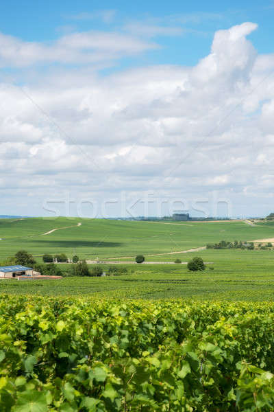 Vineyard landscape in France Stock photo © artjazz