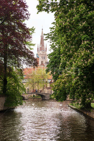 Swans on the lake of love in Bruges Stock photo © artjazz