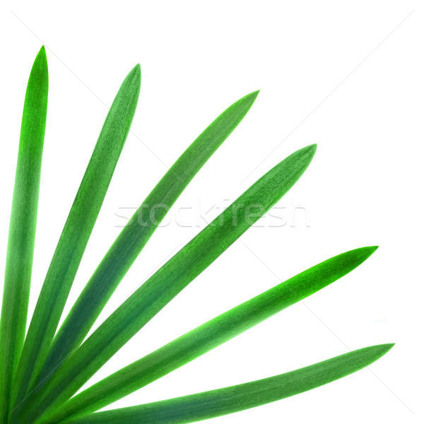 green palm leaves isolated on white Stock photo © artjazz