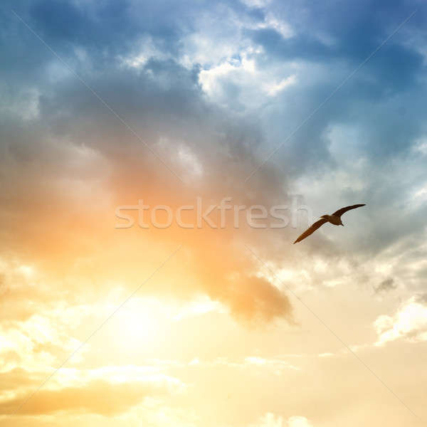Ptaków dramatyczny chmury świetle przestrzeni niebieski Zdjęcia stock © artjazz
