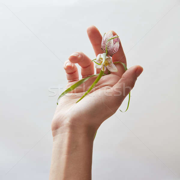 Hand Blume weiß Blüte weiblichen halten Stock foto © artjazz
