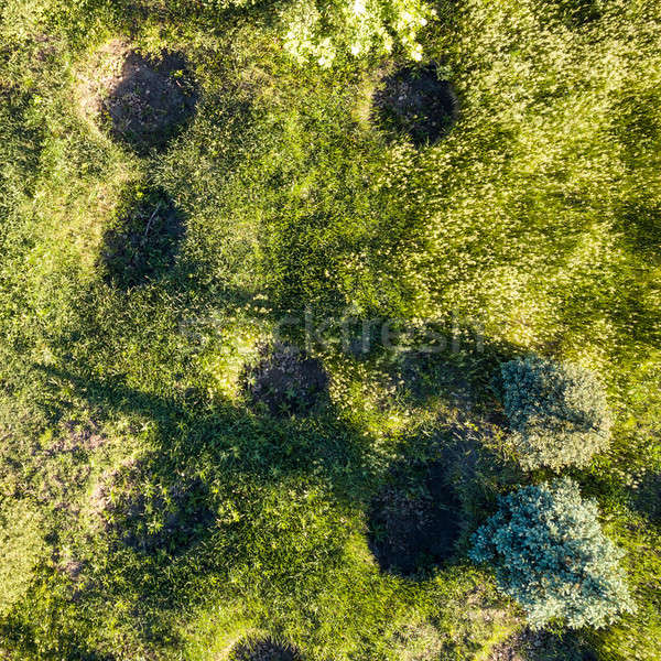 pits in the fields for growing trees, top view Stock photo © artjazz