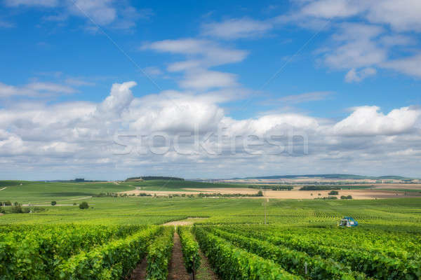 Vineyard landscape in France Stock photo © artjazz