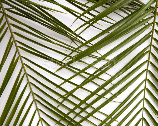 Branches of green leaves on a white background Stock photo © artjazz