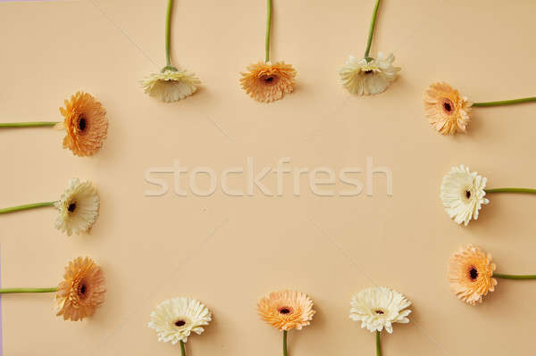 Frame made of beige and orange gerbera flowers for post card Valentine's Day or Mother's Stock photo © artjazz