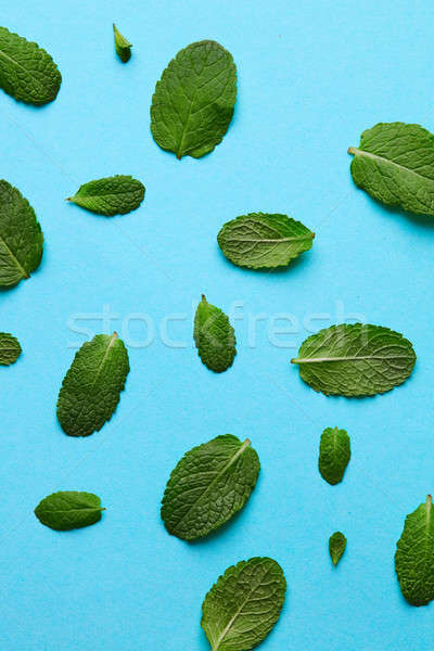Mint leaf pattern on blue background. Stock photo © artjazz