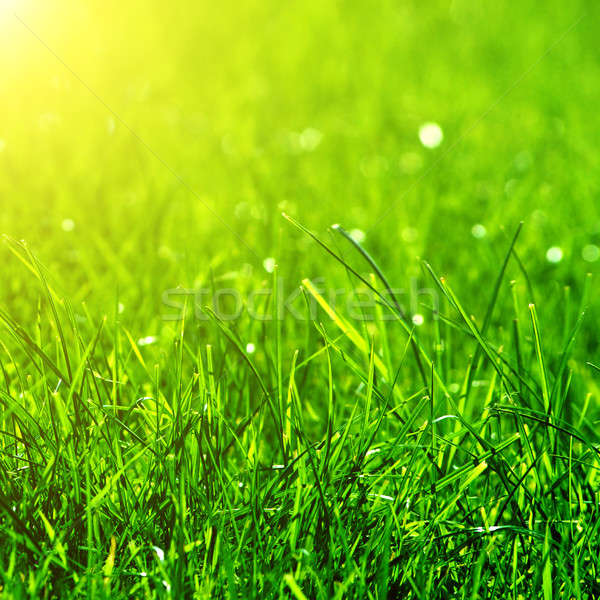 green grass background with sun beam Stock photo © artjazz