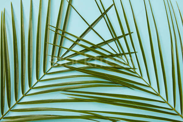 Palm leaves isolated Stock photo © artjazz