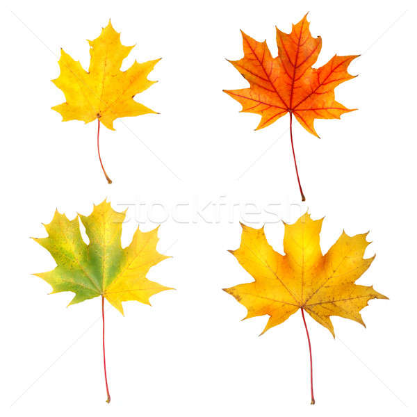 Herbst Ahorn Blätter abstrakten Design orange Stock foto © artjazz