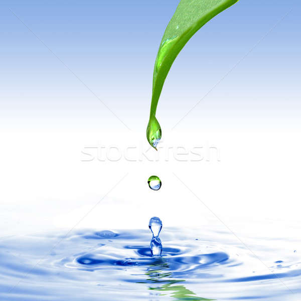 Verde frunze picătură de apă stropire izolat alb apă Imagine de stoc © artjazz