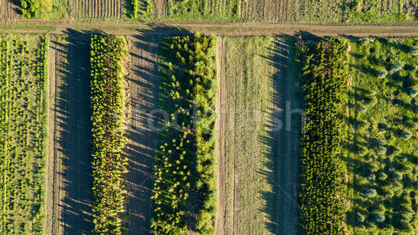 Aerial view planting young trees. Ecological concept. Photo from the drone Stock photo © artjazz