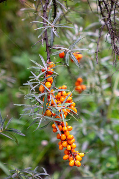 Branch with berries of sea-buckthorn in the garden Stock photo © artjazz