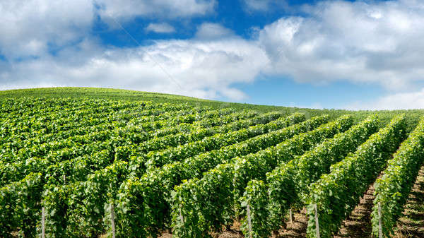 Vineyard landscape, Montagne de Reims, France Stock photo © artjazz