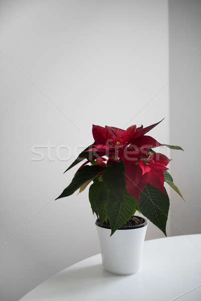Poinsettia the Star of Bethlehem, symbol of Christmas on light background Stock photo © artjazz