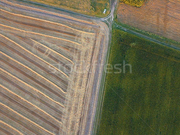 Vista altura aves vuelo vuelo agrícola Foto stock © artjazz