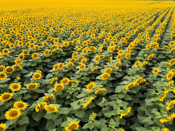 Foto stock: Panorâmico · ver · belo · amarelo · campo · girassóis