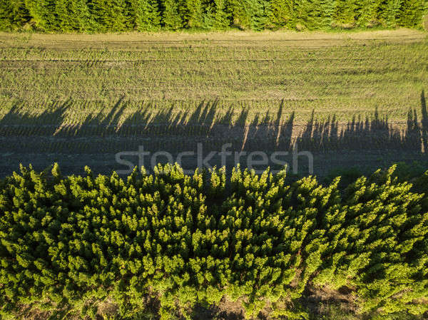 Above of a green field is removed from the agro-culture between two forests Stock photo © artjazz