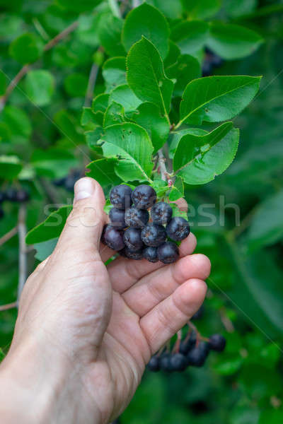 A man's hand holds a bunch of berries of chokeberry on a branch in the garden Stock photo © artjazz