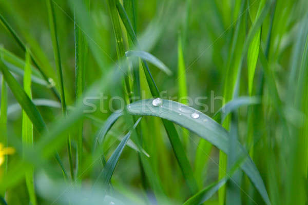 green grass with water drop Stock photo © artjazz