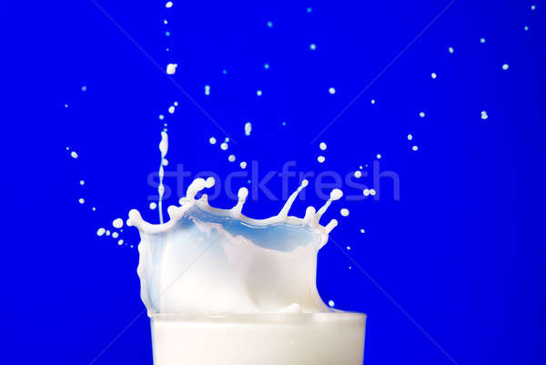 Milk splash isolated on blue Stock photo © artjazz