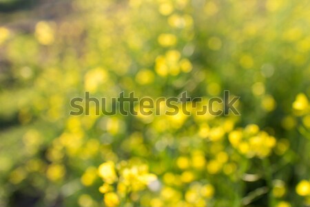 Foto stock: Flores · naturalismo · bokeh · abstrato · floresta · beleza