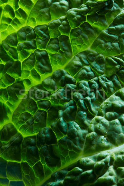 fresh savoy cabbage leaf Stock photo © artjazz