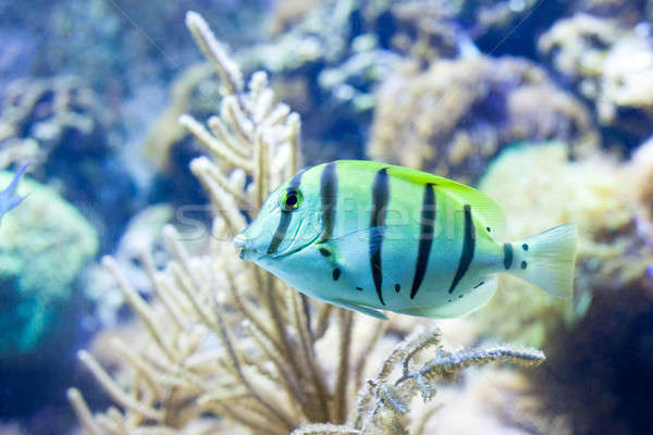 Sergeant major fish Stock photo © artjazz
