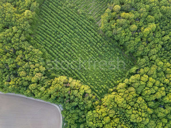 Aerial view from the drone, a bird's eye view to the forest with green spaces and agricultural field Stock photo © artjazz